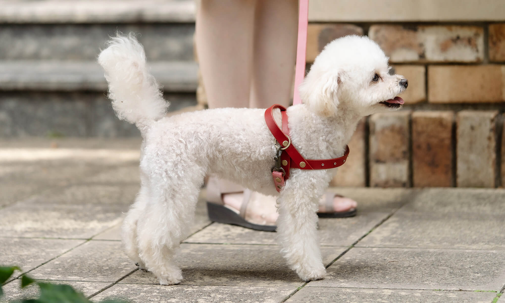 レザーハーネスの魅力｜なぜ本革が犬のハーネスに選ばれるのか