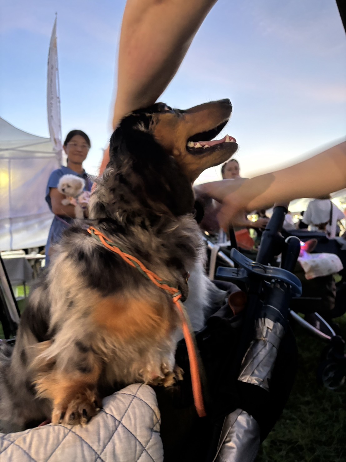 レザー犬チョーカーの魅力とは？おしゃれで優しい首元アクセサリーの選び方ガイド